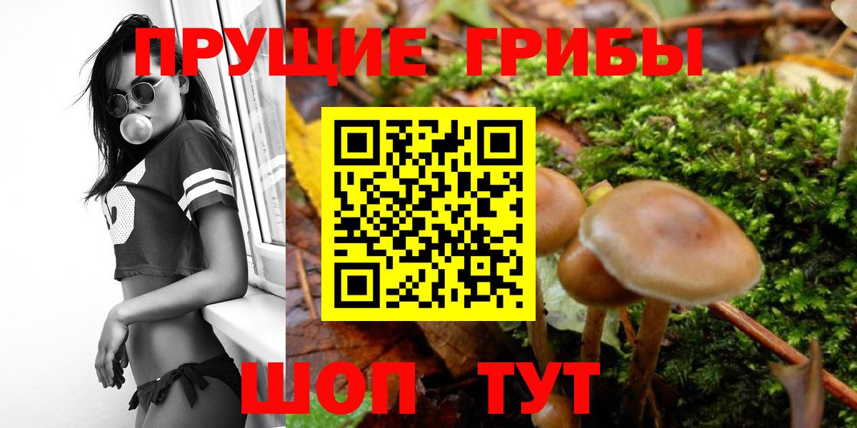 закладка  Вход с VPN  Новодвинск  Псилоцибиновые грибы мицелий 